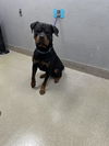 adoptable Dog in  named DRACO