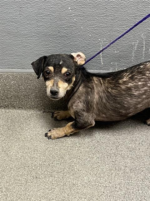 adoptable Dog in Las Vegas, NV named *PEANUT
