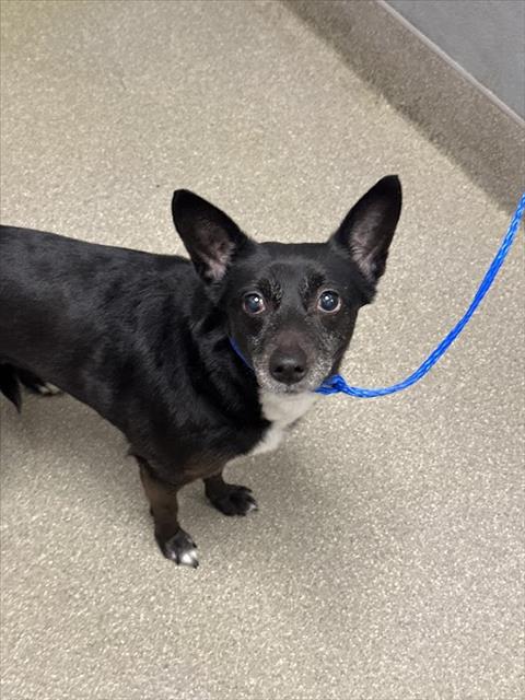 adoptable Dog in Las Vegas, NV named HOKU