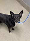 adoptable Dog in  named HOKU
