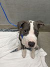 adoptable Dog in  named *JINX