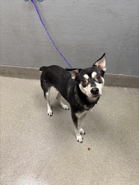 adoptable Dog in Las Vegas, NV named *HORATIO