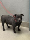 adoptable Dog in  named CINDY
