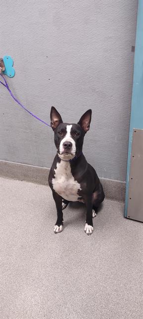 adoptable Dog in Las Vegas, NV named SARAI