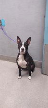 adoptable Dog in Las Vegas, NV named SARAI