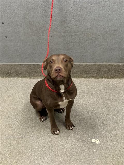 adoptable Dog in Las Vegas, NV named SADIE