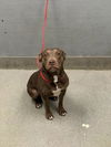 adoptable Dog in  named SADIE