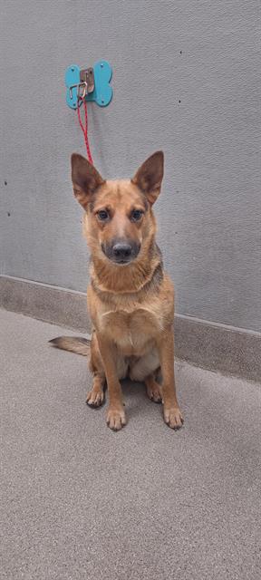 adoptable Dog in Las Vegas, NV named GIGI