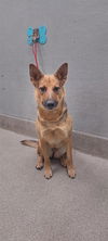 adoptable Dog in  named GIGI