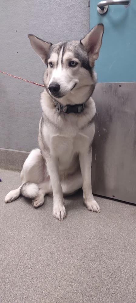 adoptable Dog in Las Vegas, NV named NEO