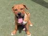 adoptable Dog in  named CHEWY