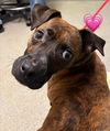 adoptable Dog in , NV named DOJA