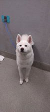 adoptable Dog in , NV named *FETTUCCINE