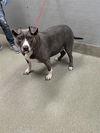 adoptable Dog in  named SOPHIE