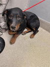 adoptable Dog in  named LOKI