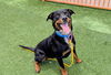 adoptable Dog in , NV named LOKI