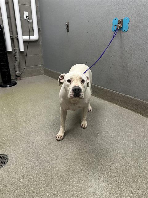 adoptable Dog in Las Vegas, NV named SNOWY