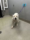 adoptable Dog in , NV named SNOWY