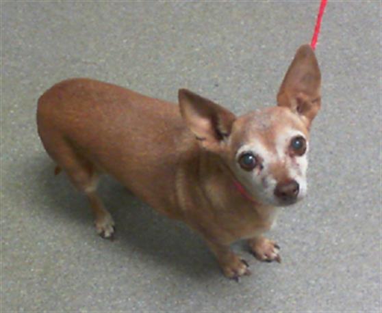 adoptable Dog in Las Vegas, NV named BELLA