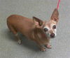 adoptable Dog in  named BELLA