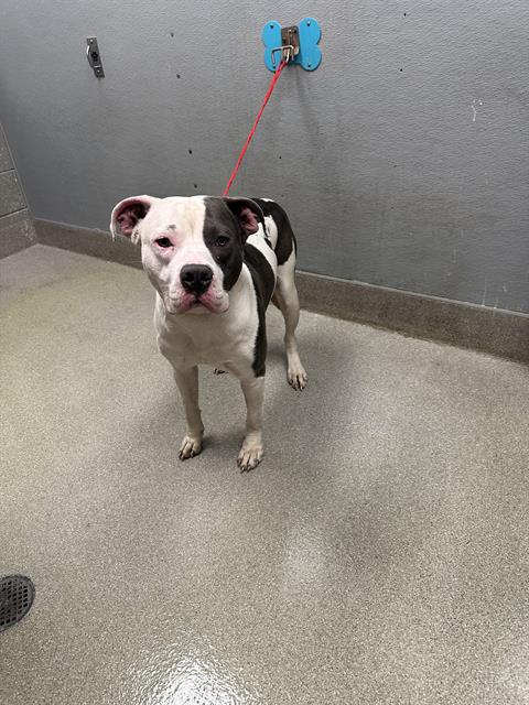 adoptable Dog in Las Vegas, NV named *DA DINGUS