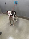 adoptable Dog in  named *DA DINGUS