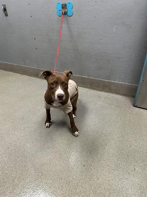 adoptable Dog in Las Vegas, NV named *PUMPKIN SPICE