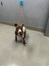 adoptable Dog in  named A1382238