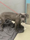 adoptable Dog in , NV named *EEYORE
