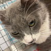 adoptable Cat in , NV named *LUCA
