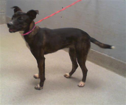 adoptable Dog in Las Vegas, NV named *BIRTHDAY BEAR