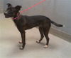 adoptable Dog in  named *BIRTHDAY BEAR