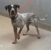adoptable Dog in  named *CHARLIE BEAR