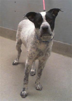 adoptable Dog in Las Vegas, NV named *BRAVE BEAR