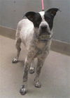 adoptable Dog in  named *BRAVE BEAR