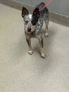 adoptable Dog in  named *TEDDY E.BEAR