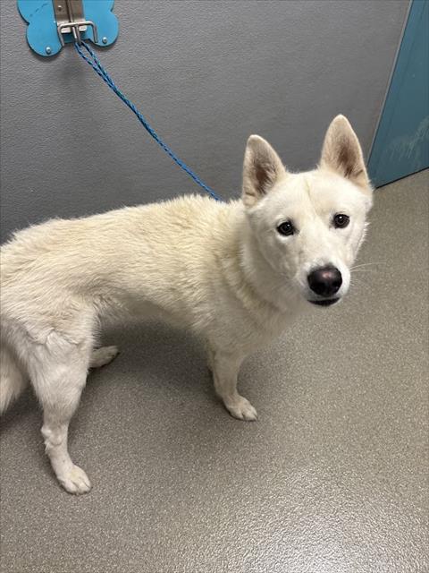 adoptable Dog in Las Vegas, NV named *MOJO BEAR