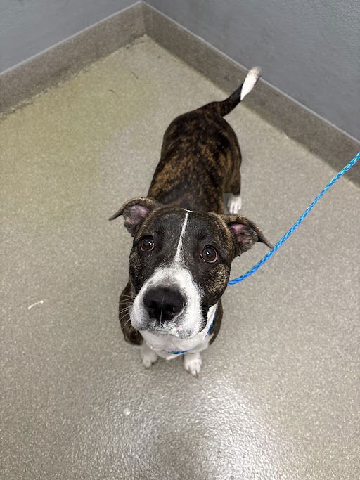 adoptable Dog in Las Vegas, NV named NALA