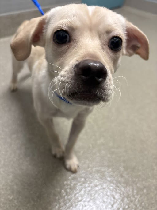 adoptable Dog in Las Vegas, NV named *BEARY POTTER