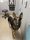 adoptable Dog in , NV named *PUPPET BEAR