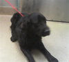 adoptable Dog in , NV named *GENTLE BEN