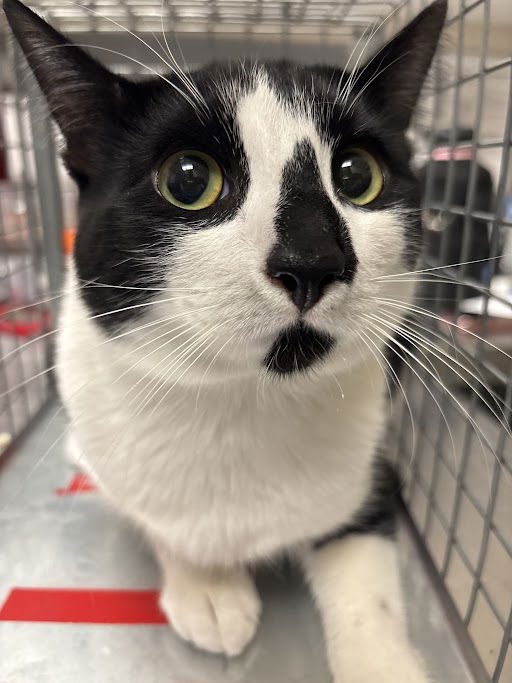 adoptable Cat in Las Vegas, NV named *FLIP FLOP
