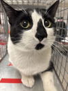 adoptable Cat in , NV named *FLIP FLOP