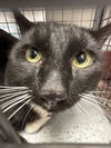 adoptable Cat in , NV named *CAMPER