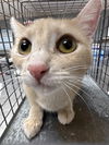 adoptable Cat in , NV named *STARFISH