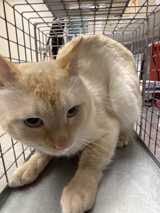 adoptable Cat in Las Vegas, NV named *TEDDY