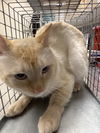 adoptable Cat in , NV named *TEDDY