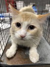 adoptable Cat in , NV named *LAKE