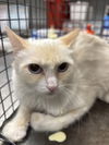 adoptable Cat in , NV named *SUNFLOWER