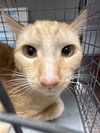 adoptable Cat in , NV named *FIREFLY